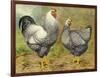 Chickens: Silver Laced Wyandottes-Lewis Wright-Framed Art Print