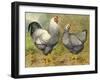 Chickens: Silver Laced Wyandottes-Lewis Wright-Framed Art Print
