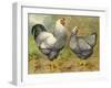 Chickens: Silver Laced Wyandottes-Lewis Wright-Framed Art Print