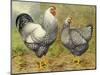 Chickens: Silver Laced Wyandottes-Lewis Wright-Mounted Art Print