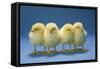 Chickens X4 Chicks-null-Framed Stretched Canvas