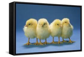 Chickens X4 Chicks-null-Framed Stretched Canvas