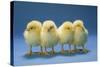 Chickens X4 Chicks-null-Stretched Canvas
