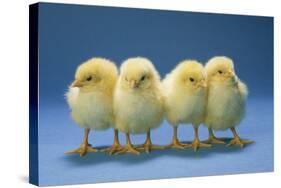 Chickens X4 Chicks-null-Stretched Canvas