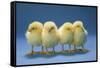 Chickens X4 Chicks-null-Framed Stretched Canvas