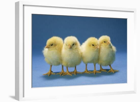 Chickens X4 Chicks-null-Framed Photographic Print