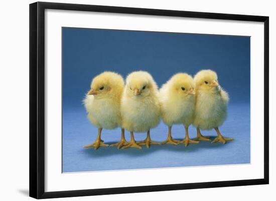 Chickens X4 Chicks-null-Framed Photographic Print