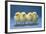 Chickens X4 Chicks-null-Framed Photographic Print