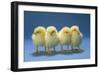 Chickens X4 Chicks-null-Framed Photographic Print