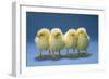 Chickens X4 Chicks-null-Framed Photographic Print