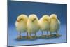 Chickens X4 Chicks-null-Mounted Photographic Print