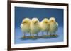 Chickens X4 Chicks-null-Framed Photographic Print