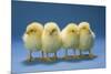 Chickens X4 Chicks-null-Mounted Photographic Print