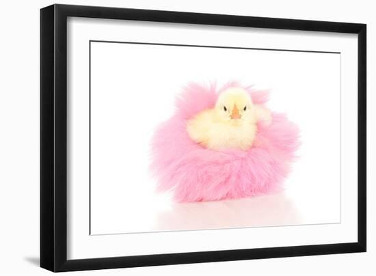 Chicks 001-Andrea Mascitti-Framed Photographic Print