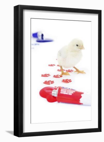 Chicks 003-Andrea Mascitti-Framed Photographic Print