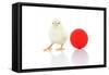 Chicks 007-Andrea Mascitti-Framed Stretched Canvas