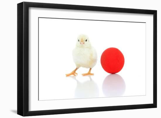 Chicks 007-Andrea Mascitti-Framed Photographic Print