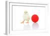 Chicks 007-Andrea Mascitti-Framed Photographic Print