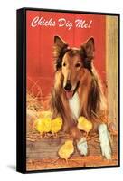 Chicks Dig Me, Collie-null-Framed Stretched Canvas