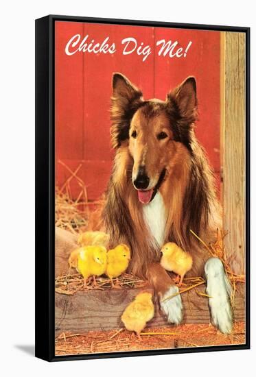 Chicks Dig Me, Collie-null-Framed Stretched Canvas