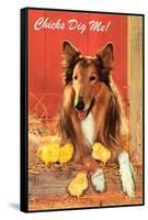 Chicks Dig Me, Collie-null-Framed Stretched Canvas