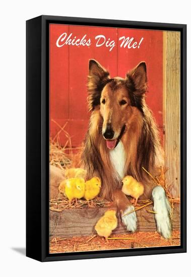 Chicks Dig Me, Collie-null-Framed Stretched Canvas