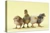 Chicks Standing with Duckling-null-Stretched Canvas