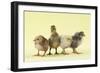 Chicks Standing with Duckling-null-Framed Photographic Print