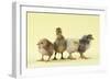 Chicks Standing with Duckling-null-Framed Photographic Print