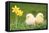 Chicks -Two Chicks Pictured by Daffodils-null-Framed Stretched Canvas