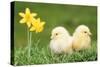 Chicks -Two Chicks Pictured by Daffodils-null-Stretched Canvas