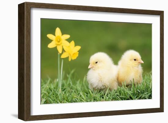 Chicks -Two Chicks Pictured by Daffodils-null-Framed Photographic Print