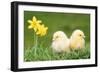 Chicks -Two Chicks Pictured by Daffodils-null-Framed Photographic Print