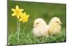 Chicks -Two Chicks Pictured by Daffodils-null-Mounted Photographic Print