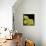 Chickweed Pollen-Micro Discovery-Framed Stretched Canvas displayed on a wall