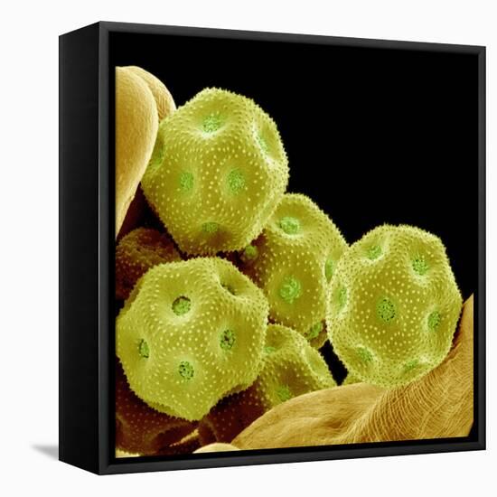 Chickweed Pollen-Micro Discovery-Framed Stretched Canvas
