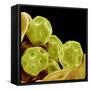 Chickweed Pollen-Micro Discovery-Framed Stretched Canvas