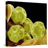 Chickweed Pollen-Micro Discovery-Stretched Canvas