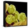 Chickweed Pollen-Micro Discovery-Framed Stretched Canvas