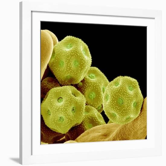 Chickweed Pollen-Micro Discovery-Framed Photographic Print
