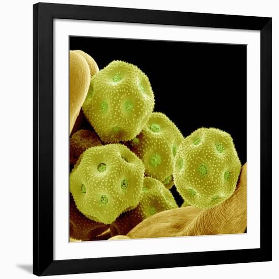 Chickweed Pollen-Micro Discovery-Framed Photographic Print