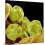 Chickweed Pollen-Micro Discovery-Mounted Photographic Print