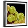 Chickweed Pollen-Micro Discovery-Framed Photographic Print