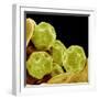 Chickweed Pollen-Micro Discovery-Framed Photographic Print