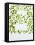 Chickweed, Stellaria Media, Starweed, Leaves, Green-Axel Killian-Framed Stretched Canvas