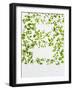 Chickweed, Stellaria Media, Starweed, Leaves, Green-Axel Killian-Framed Photographic Print