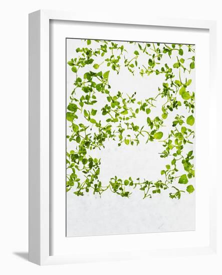 Chickweed, Stellaria Media, Starweed, Leaves, Green-Axel Killian-Framed Photographic Print