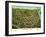 Chicopee, Massachusetts - Panoramic Map-Lantern Press-Framed Art Print