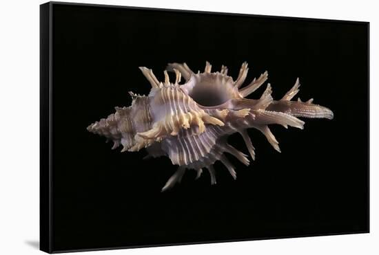 Chicoreus Aculeatus-Paul Starosta-Framed Stretched Canvas