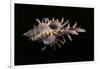 Chicoreus Aculeatus-Paul Starosta-Framed Photographic Print